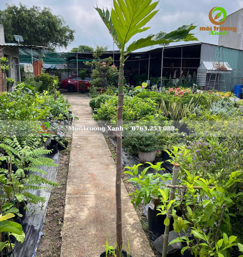 cây sa kê - môi trường xanh (2)