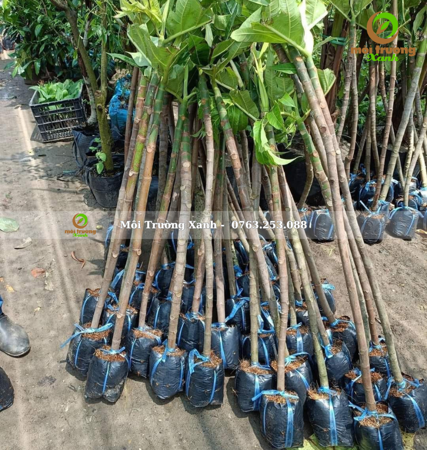 cây sa kê - môi trường xanh (2)