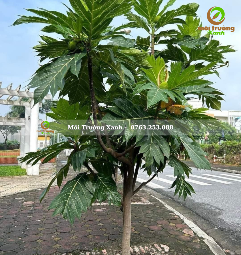 cây sa kê - môi trường xanh (2)