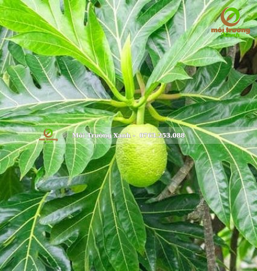 cây sa kê - môi trường xanh (2)