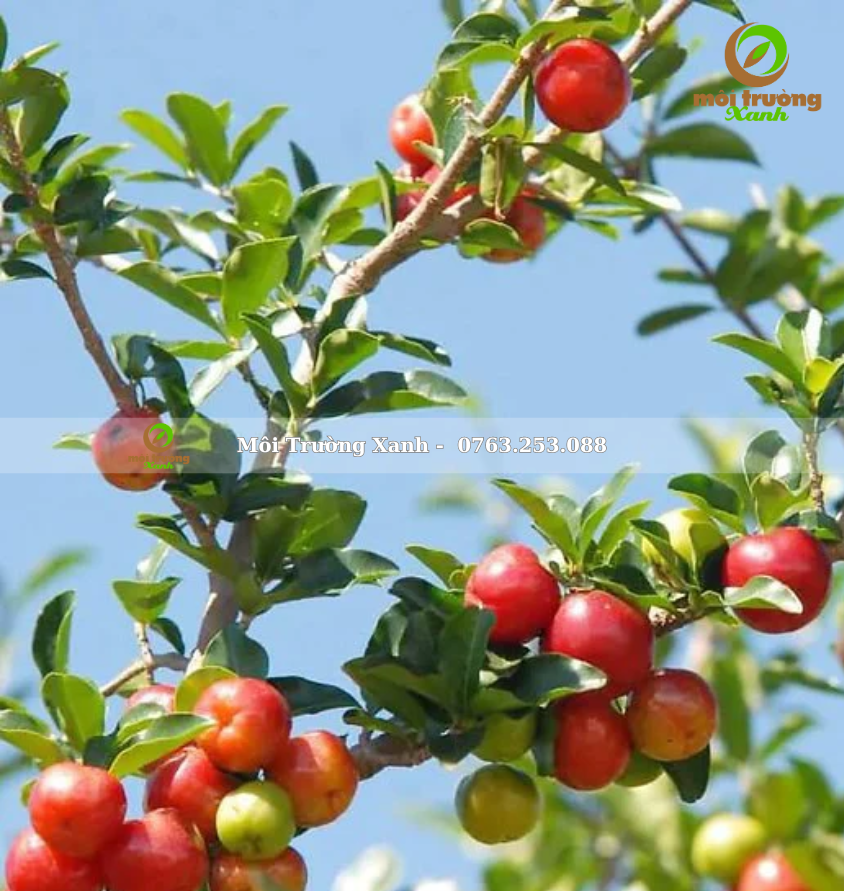 cây sơ ri - môi trường xanh 