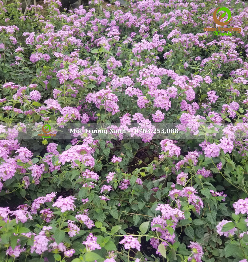 CÂY NGŨ SẮC TÍM 2 Cây ngũ sắc tím