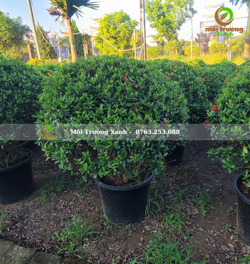 cây trang đỏ 