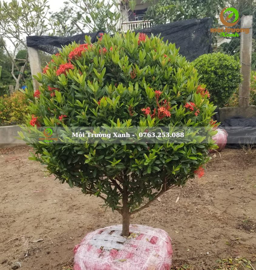 cây trang đỏ 