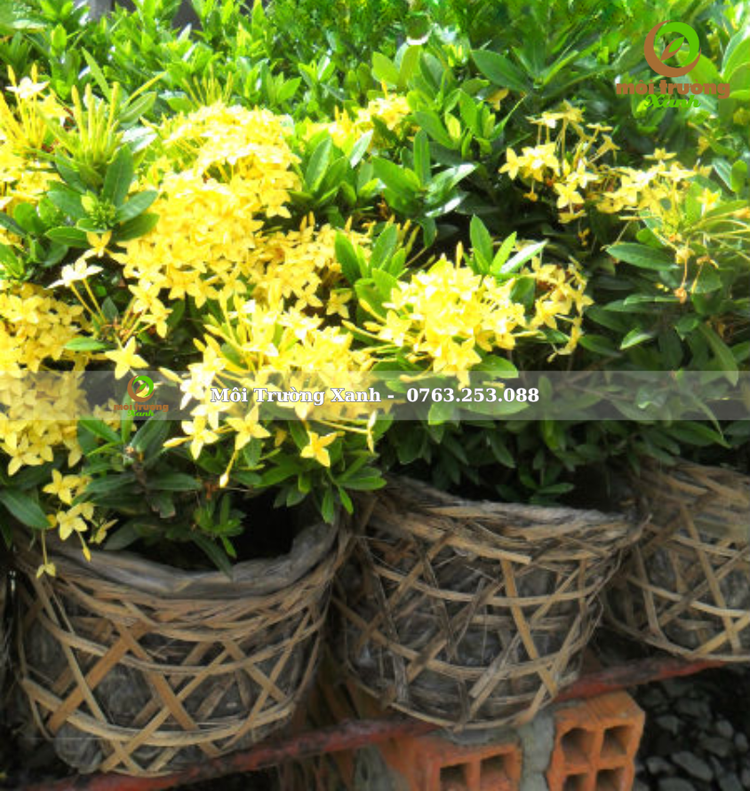 cây trang mỹ vàng - môi trường xanh 