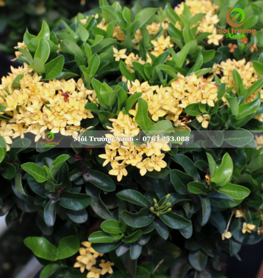 cây trang mỹ vàng - môi trường xanh 