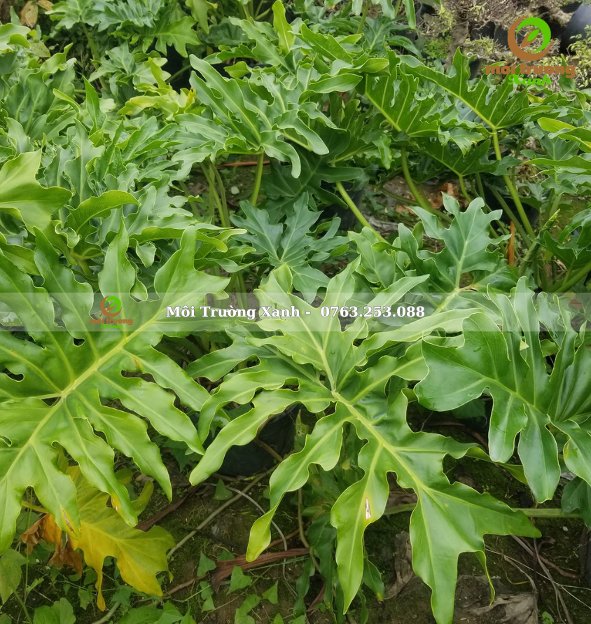 cây trầu bà thanh xuân - môi trường xanh 