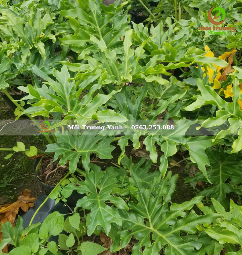 cây trầu bà thanh xuân - môi trường xanh 