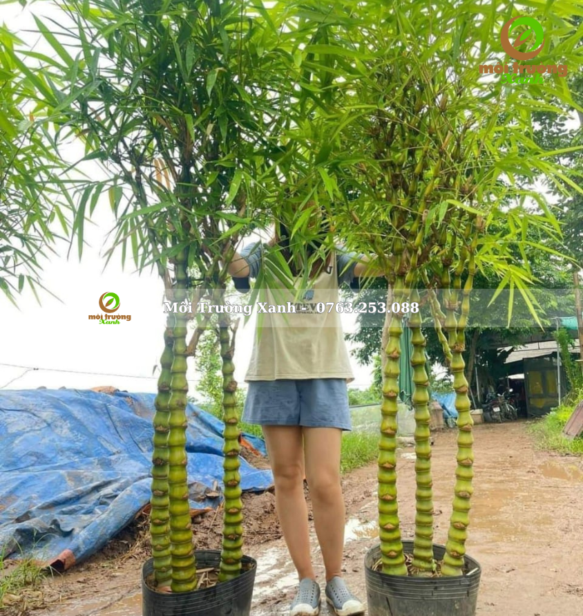 cây trúc quan âm - môi trường xanh 