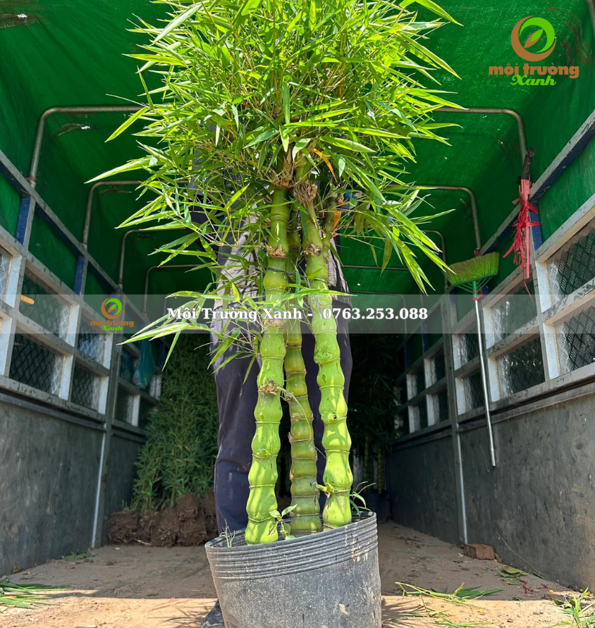 cây trúc quan âm - môi trường xanh 