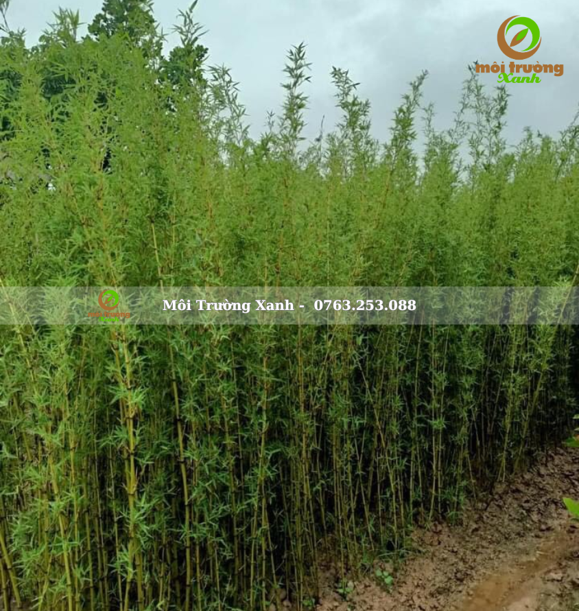 cây trúc quân tử - môi trường xanh 