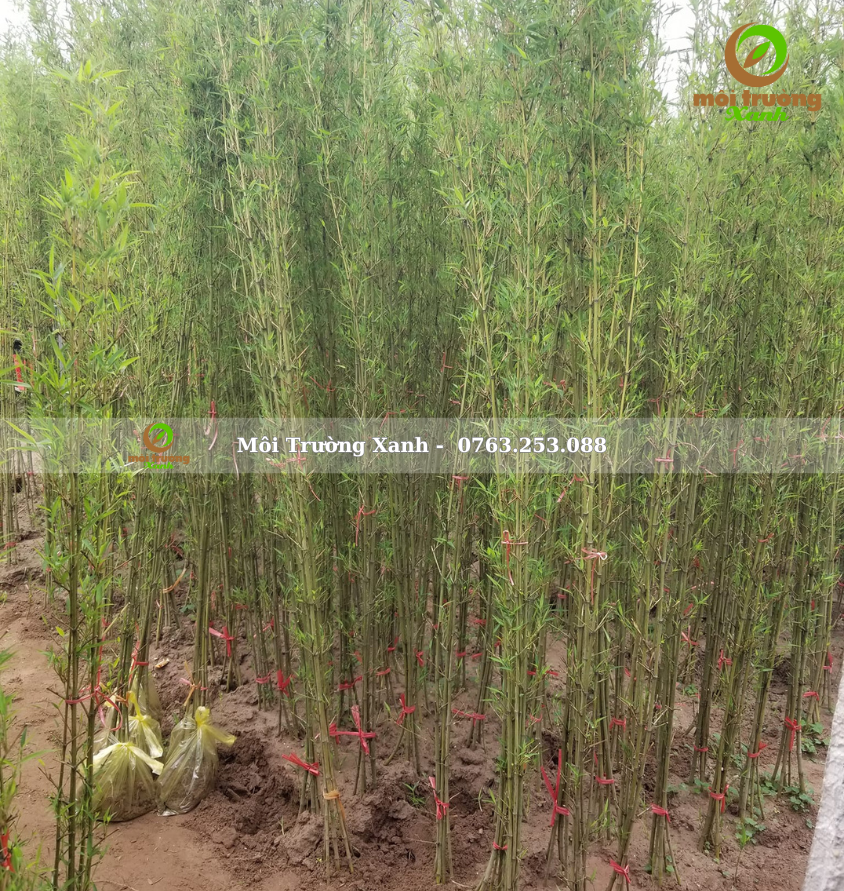 cây trúc quân tử - môi trường xanh 