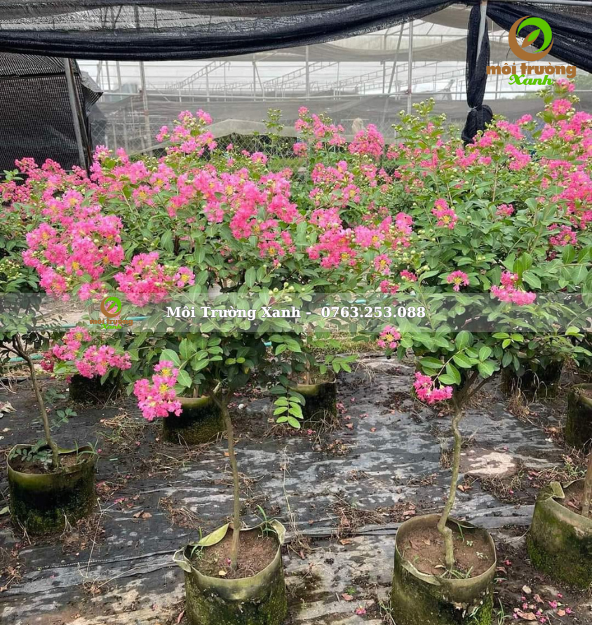 cây tường vi - môi trường xanh 