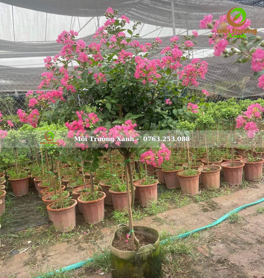 cây tường vi - môi trường xanh 