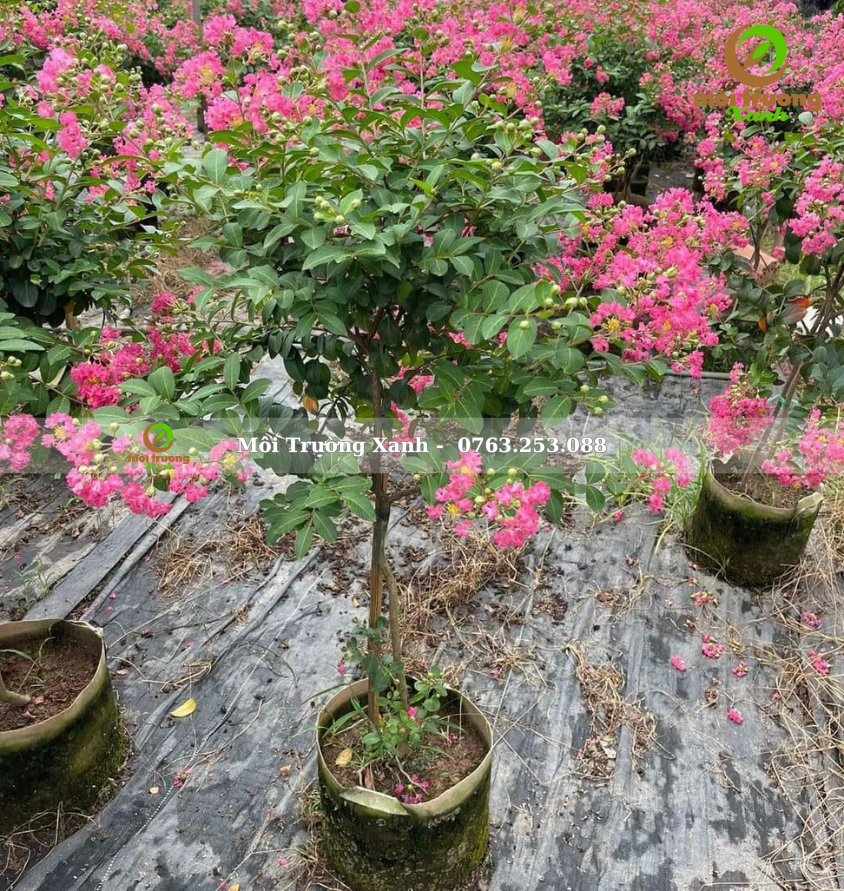 cây tường vi - môi trường xanh 