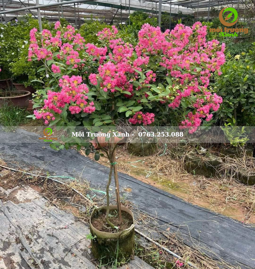 cây tường vi - môi trường xanh 