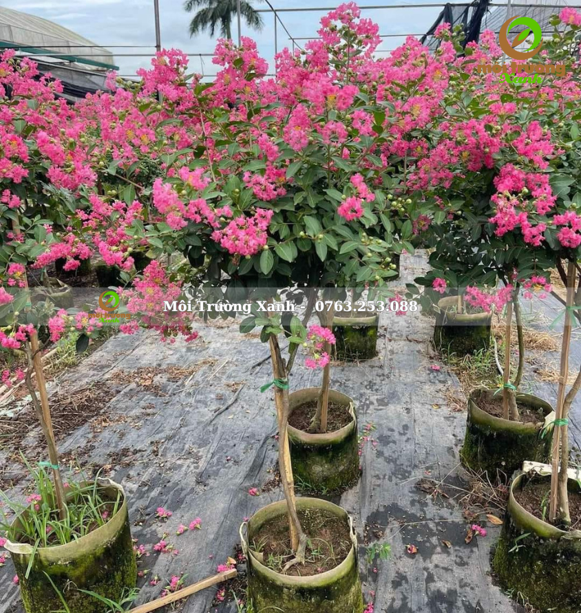 cây tường vi - môi trường xanh 