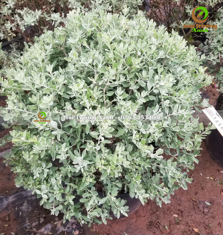 cây tuyết sơn phi hồng - môi trường xanh 