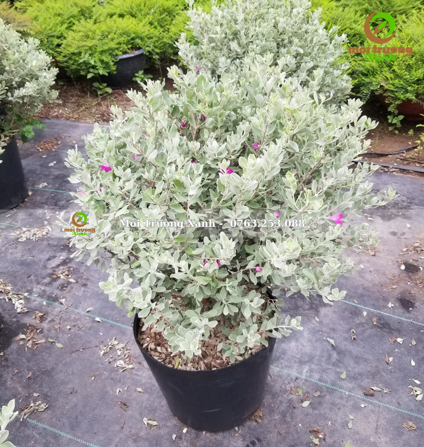 cây tuyết sơn phi hồng - môi trường xanh 