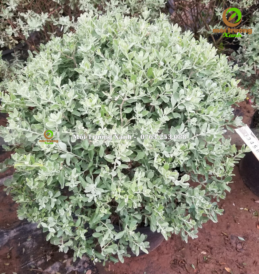 cây tuyết sơn phi hồng - môi trường xanh 