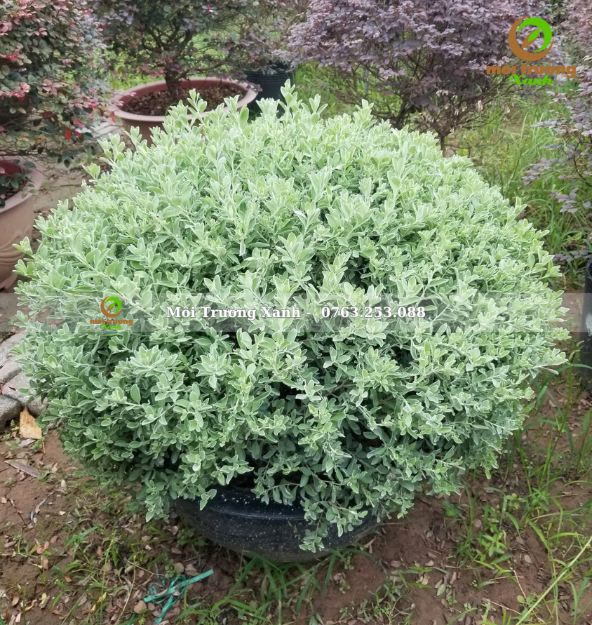 cây tuyết sơn phi hồng - môi trường xanh 