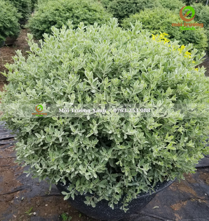 cây tuyết sơn phi hồng - môi trường xanh 