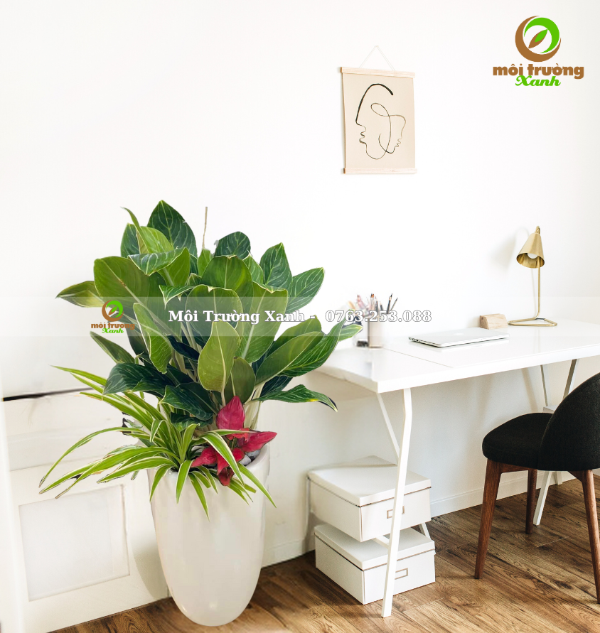 ផើងរុក្ខជាតិ