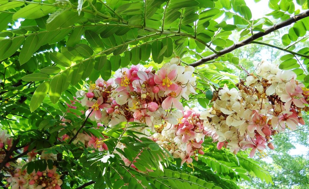 cây đô thị đẹp

