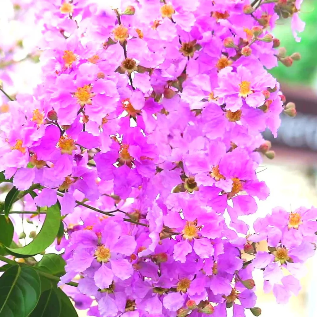 cây bằng lăng tím - môi trường xanh