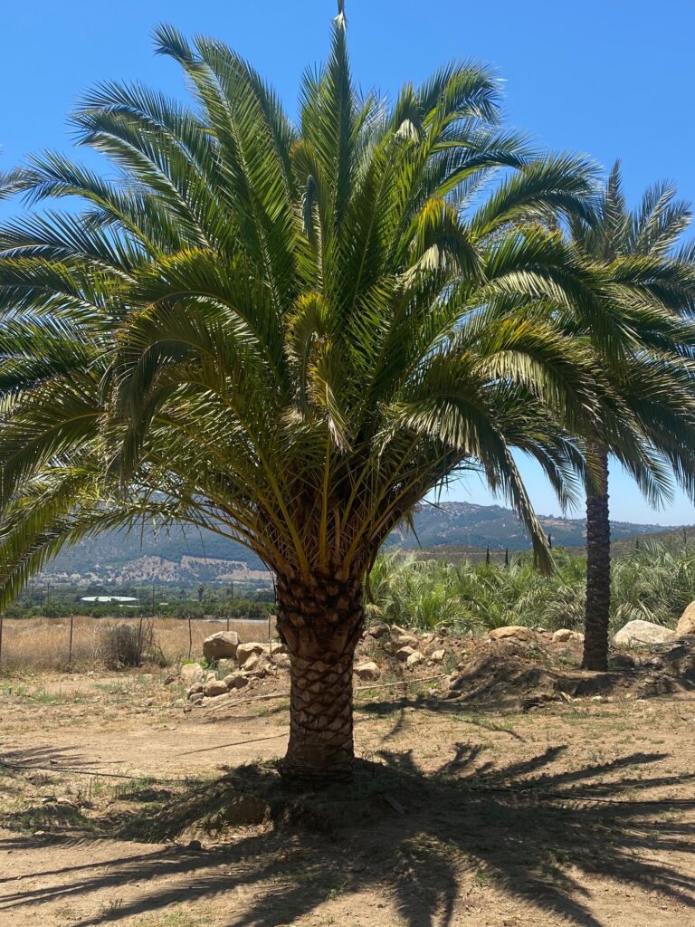  cây cọ Môi Trường Xanh