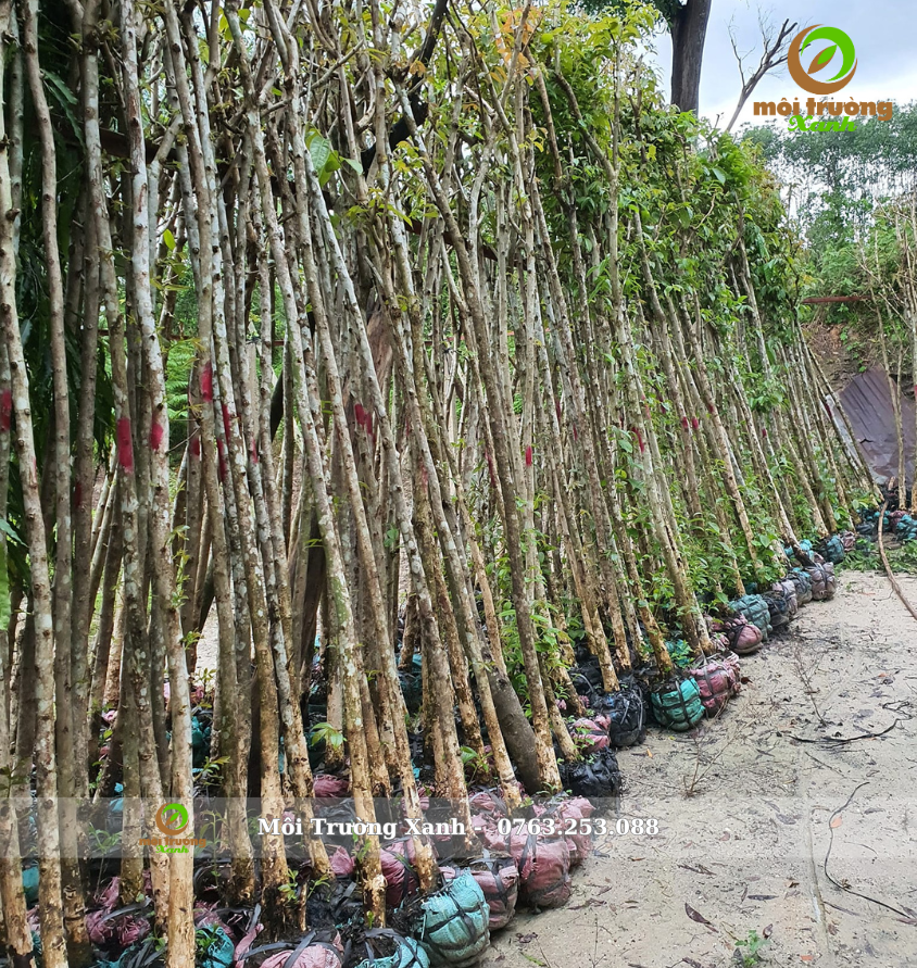 10 kinh nghiệm bứng cây, chuyển cây đạt tỷ lệ sống cao nhất!