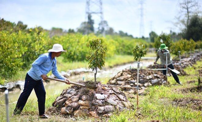 Đắp mô đất bứng cây