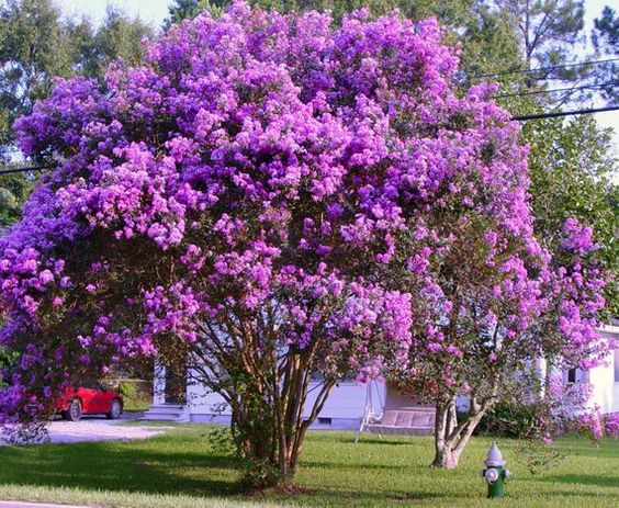 ពណ៌ស្វាយនៃ Lagerstroemia - ដើមឈើនារដូវកាលនៃក្តីនឹករលឹក