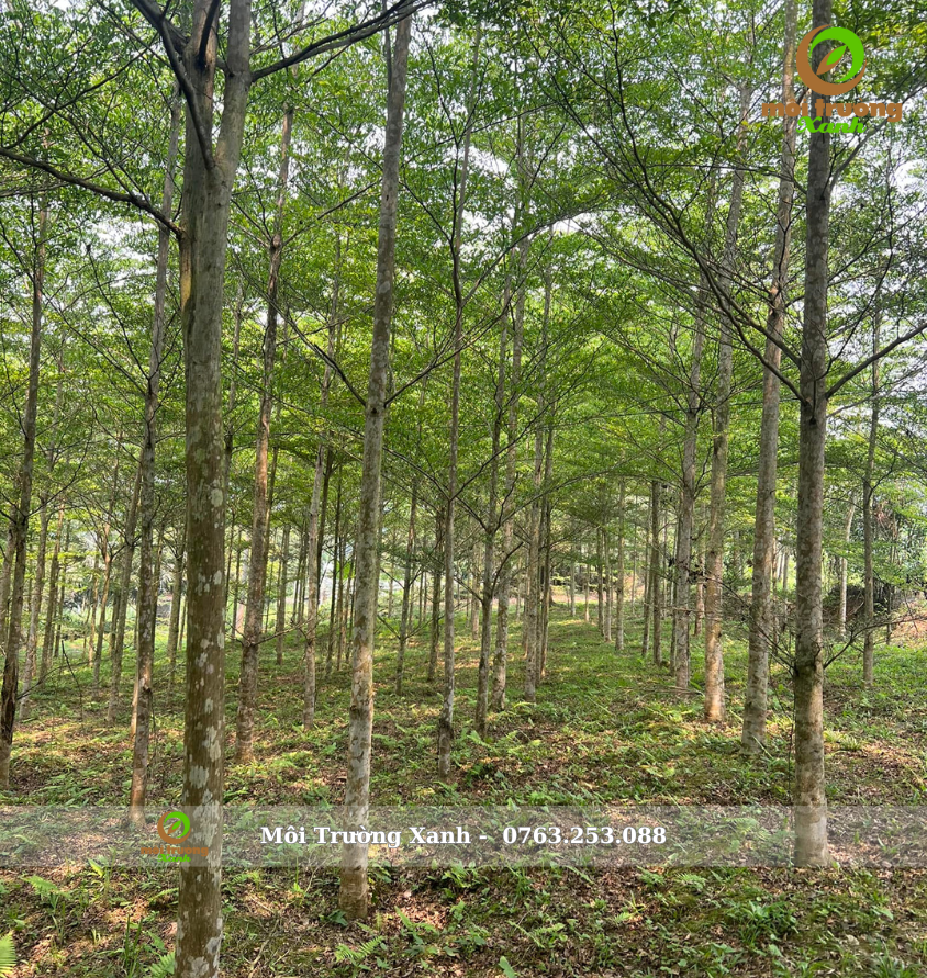 experiences in transplanting