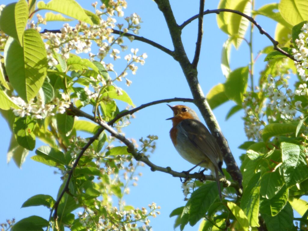 cây trồng sân vườn 0763253088