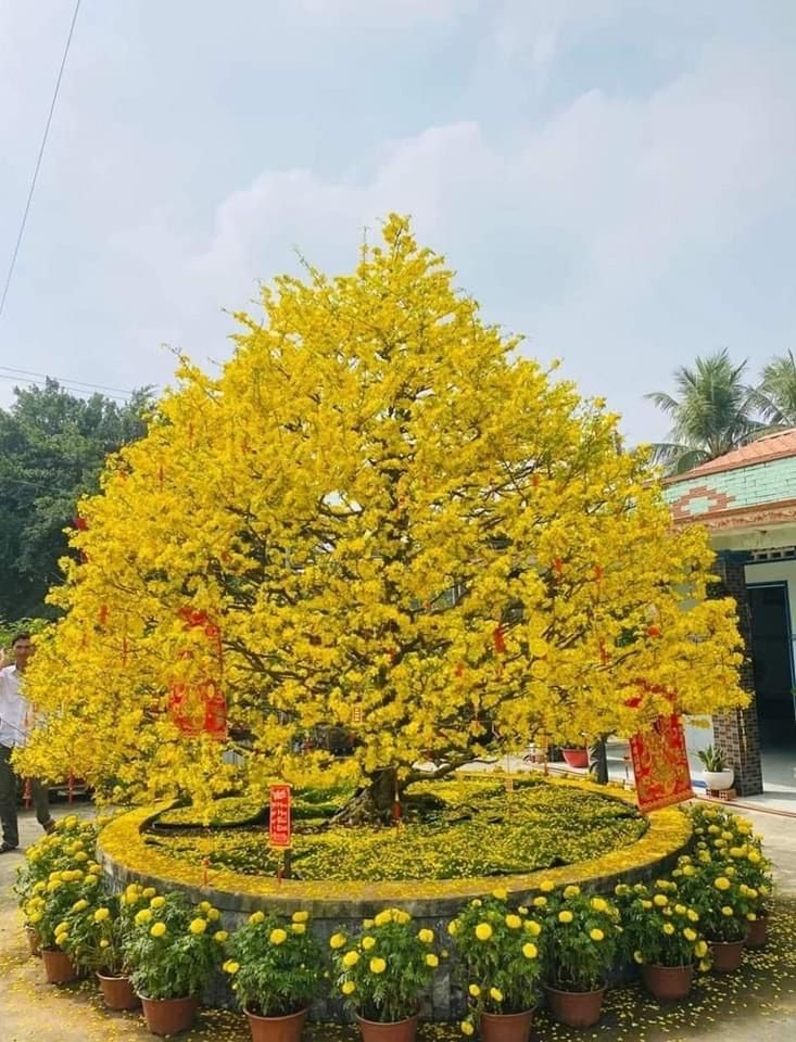 Trang Trí Tết Nguyên Đán Ất Tỵ 2025: Gắn Liền Với Linh Vật Rắn và Biểu Tượng Truyền Thống